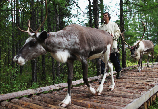 An Ewenki man named Gugejun walks with two reindeer on August 27, 2009 in Genhe, Hulun Buir, Inner Mongolia Autonomous Region, China. The Ewenki people, who came from Siberia over three hundred years ago, lived in the mountains of northern China, surviving on hunting and raising reindeer in a traditional way. In 2003, with only 243 surviving members, they moved down to a new settlement built by the government. (Feng Li/Getty Images).